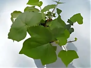 Hedera algeriensis 'Bowles Ox Heart'