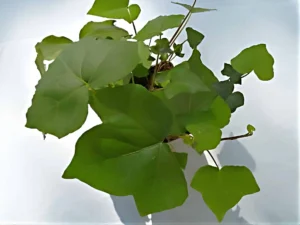 <em>Hedera algeriensis</em> &lsquo;Bowles ox Heart&rsquo;