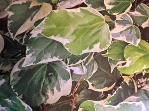 <em>Hedera algeriensis</em> &lsquo;Gloire de Marengo&rsquo;