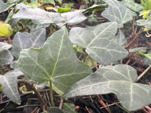 <em>Hedera helix</em> ‘Agile’ - ornamental ivy