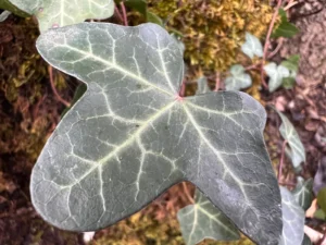 <em>Hedera helix</em> &lsquo;Agnès&rsquo; – lierre d&rsquo;ornement