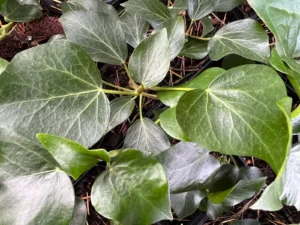 Hedera helix 'Arborea' (Arborea)'