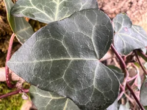 <em>Hedera helix</em> &lsquo;Archange Saint Michel&rsquo; – lierre d&rsquo;ornement
