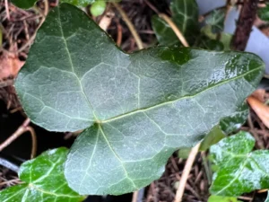 <em>Hedera helix</em> ‘Arrowhead’ – Ornamental Ivy