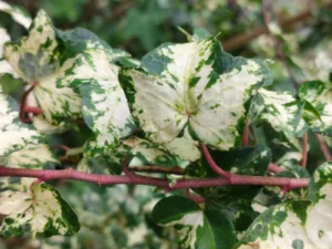 Hedera helix 'Tricolor'