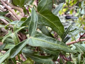 <em>Hedera helix</em> &lsquo;Tripod&rsquo; – lierre d&rsquo;ornement