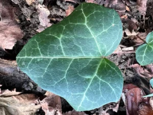 <em>Hedera helix</em> &lsquo;Nez de Jobourg&rsquo; – lierre des bois