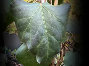 <em>Hedera colchica</em> – Lierre du Caucase