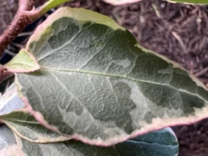 Hedera helix 'Blanc Vert'