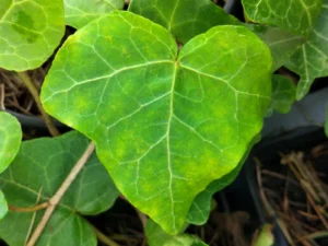 <em>Hedera helix</em> ‘Breath of Fresh Air’ - ornamental ivy