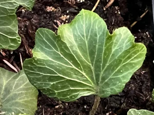 <em>Hedera helix</em> &lsquo;California Fan&rsquo; – lierre d&rsquo;ornement