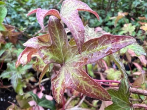 Hedera helix 'Camille'