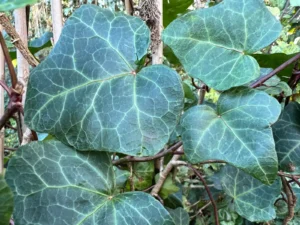 <em>Hedera helix</em> &lsquo;Canopy&rsquo; – lierre d&rsquo;ornement