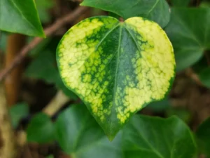 Hedera helix 'Chrysophylla' adulte