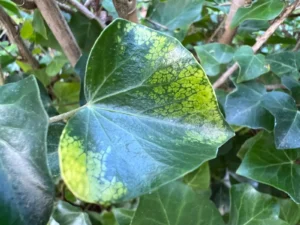 <em>Hedera helix</em> &lsquo;Chrysophylla&rsquo; semi-adulte