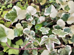 <em>Hedera helix</em> &lsquo;Coloré&rsquo; – lierre d&rsquo;ornement