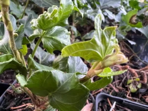 Hedera helix 'Curieux'
