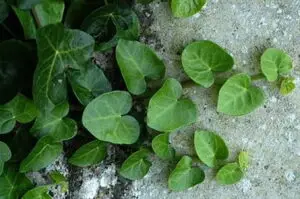 Hedera helix 'Deltoidea' 'Deltoidea' 'Deltoidea' 'Deltoidea' 'Deltoidea'