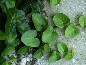 <em>Hedera helix</em> &lsquo;Deltoidea&rsquo; – lierre d&rsquo;ornement