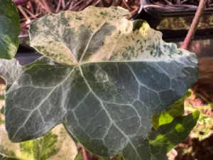 <em>Hedera helix</em> &lsquo;Discret&rsquo; – lierre d&rsquo;ornement