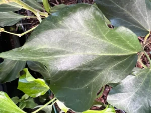 Hedera helix 'Dolly' adult