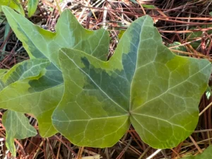 <em>Hedera helix</em> &lsquo;Douceur&rsquo; – lierre d&rsquo;ornement