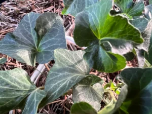 Hedera helix 'Dr Theo Weigel'