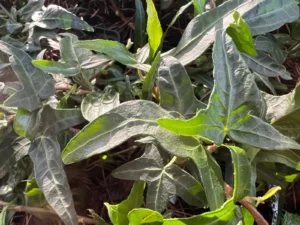 *Hedera helix* ‘Evergreen’ mutation
