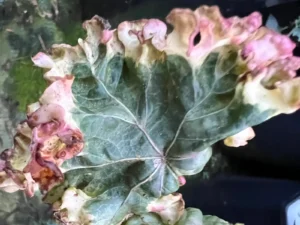 Hedera helix 'Fredrick'