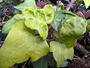 <em>Hedera helix</em> ‘Freshy’ – ornamental ivy