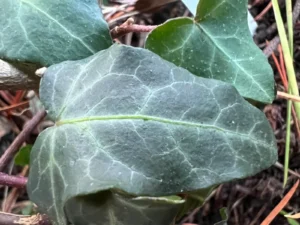 <em>Hedera helix</em> &lsquo;Gavres&rsquo; – lierre d&rsquo;ornement