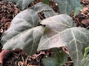 <em>Hedera helix</em> &lsquo;Glymii&rsquo; – lierre d&rsquo;ornement