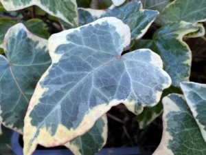 <em>Hedera helix</em> &lsquo;Goldchild&rsquo; – lierre d&rsquo;ornement