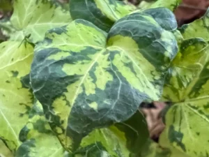 <em>Hedera helix</em> &lsquo;Golden Gate&rsquo; – lierre d&rsquo;ornement