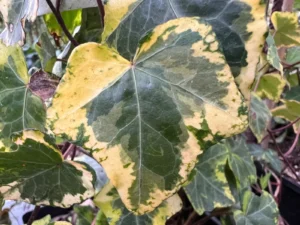 <em>Hedera helix</em> &lsquo;Golden Kolibri&rsquo; – lierre d&rsquo;ornement