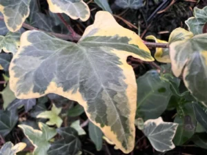<em>Hedera helix</em> &lsquo;Goldlight&rsquo; – lierre d&rsquo;ornement