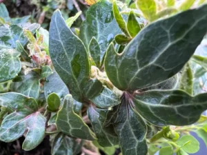 <em>Hedera helix</em> ‘Green Feather’ - ornamental ivy