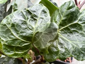 Hedera helix 'Greeny'