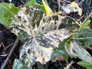 <em>Hedera helix</em> &lsquo;Gurcy&rsquo; – lierre d&rsquo;ornement