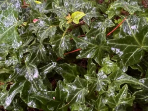 <em>Hedera helix</em> &lsquo;Hall of Mirrors&rsquo; – lierre d&rsquo;ornement