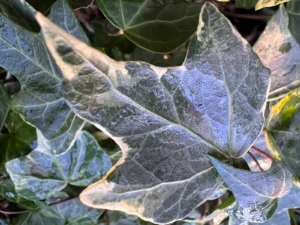 <em>Hedera helix</em> &lsquo;Harlequin&rsquo; – lierre d&rsquo;ornement