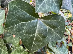 <em>Hedera helix</em> &lsquo;Harrison&rsquo; – lierre d&rsquo;ornement