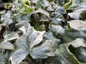 Hedera helix 'Hodei'