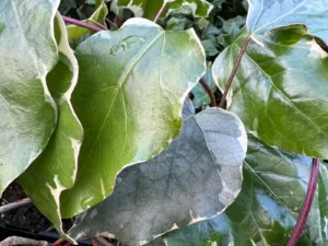 <em>Hedera helix</em> &lsquo;Ile-Grande&rsquo; – lierre d&rsquo;ornement