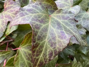 Hedera helix 'Jacky'