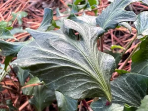 <em>Hedera helix</em> ‘Kaleidoscope Green’ - ornamental ivy