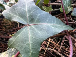 <em>Hedera helix</em> &lsquo;La Hougue&rsquo; – lierre des bois