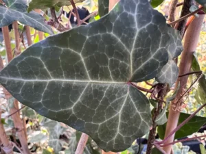 <em>Hedera helix</em> &lsquo;La Pointe du Pô&rsquo; – lierre des bois