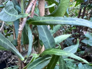 <em>Hedera helix</em> ‘Lady Finger’ - ornamental ivy