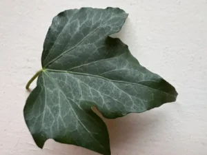 Hedera helix 'Lalla Rookh' adult